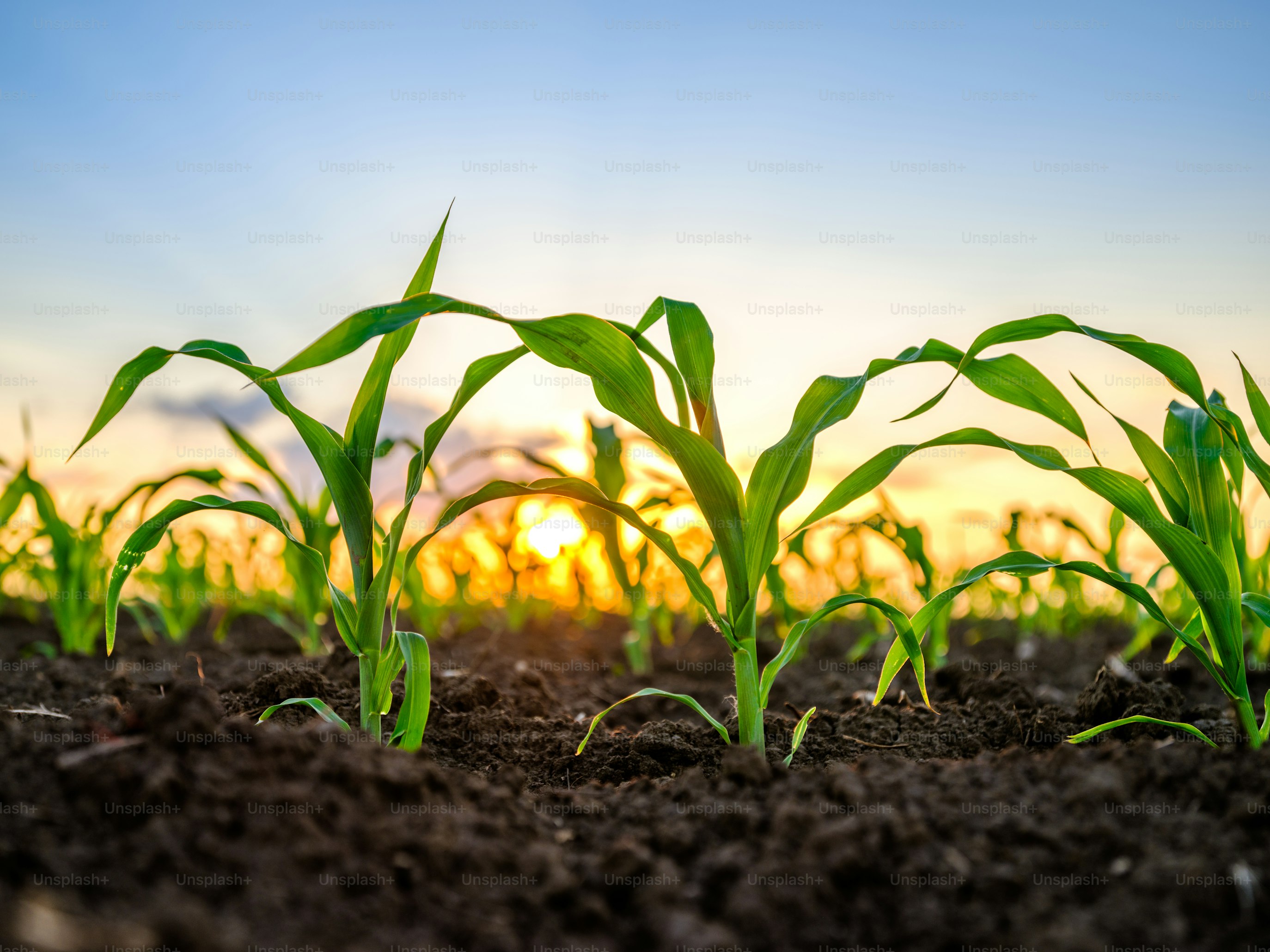 Form 3 Agriculture